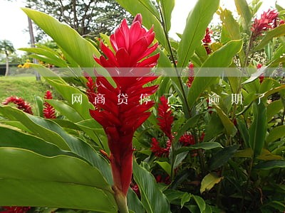 网商贷停了 逾期了